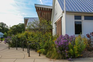 Native garden at Ryerson Welcome Center.