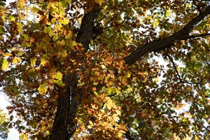 QUEALB-VAPW-Fall2025-JustineNeslund-1