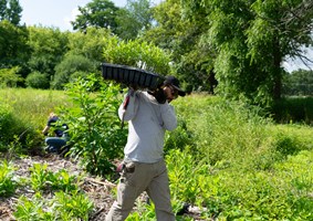 Restoration Workday volunteer planting.