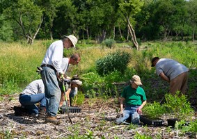 Restoration Workday volunteer planting.
