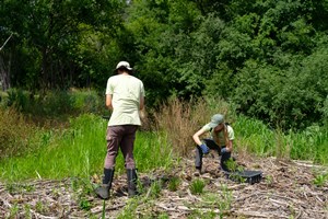 Restoration Workday volunteers planting.