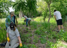 Restoration Workday volunteer planting.