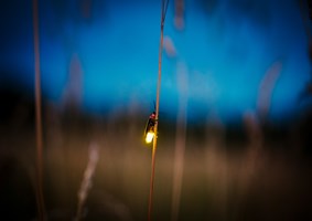 Fireflies lite up in the nite sky.