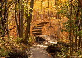 Spectacular orange and yellow fall leaves cover the ground near a curved wooden boardwalk.