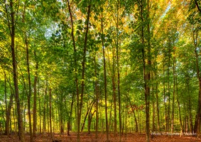 Tree line at MacArthur Woods.