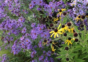 Web_Event-RainGarden