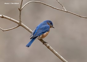 Beautiful blue and orange bluebird sitting a tree branch