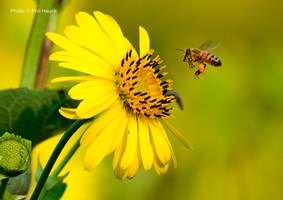Close up photo of a bee landing on a bright yellow wild flower