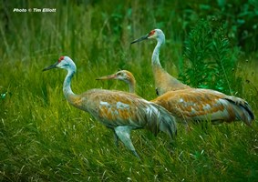 Three Sandhill Cranes walking through thick green grass