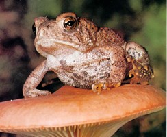 amtoad
