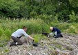 Restoration Workdays volunteers planting.