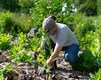 Restoration Workday volunteer planting.