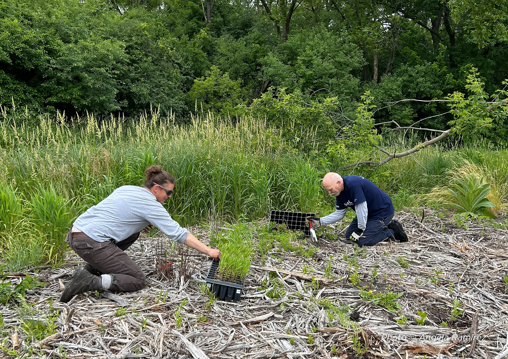 Restoration Workdays volunteers planting.