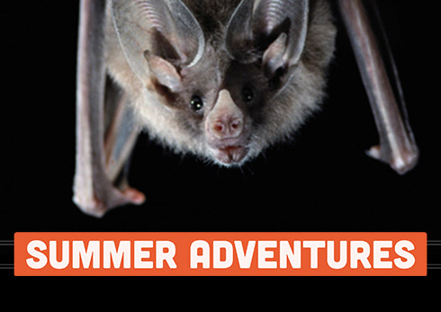 SUMADV-Event-Night-Bats