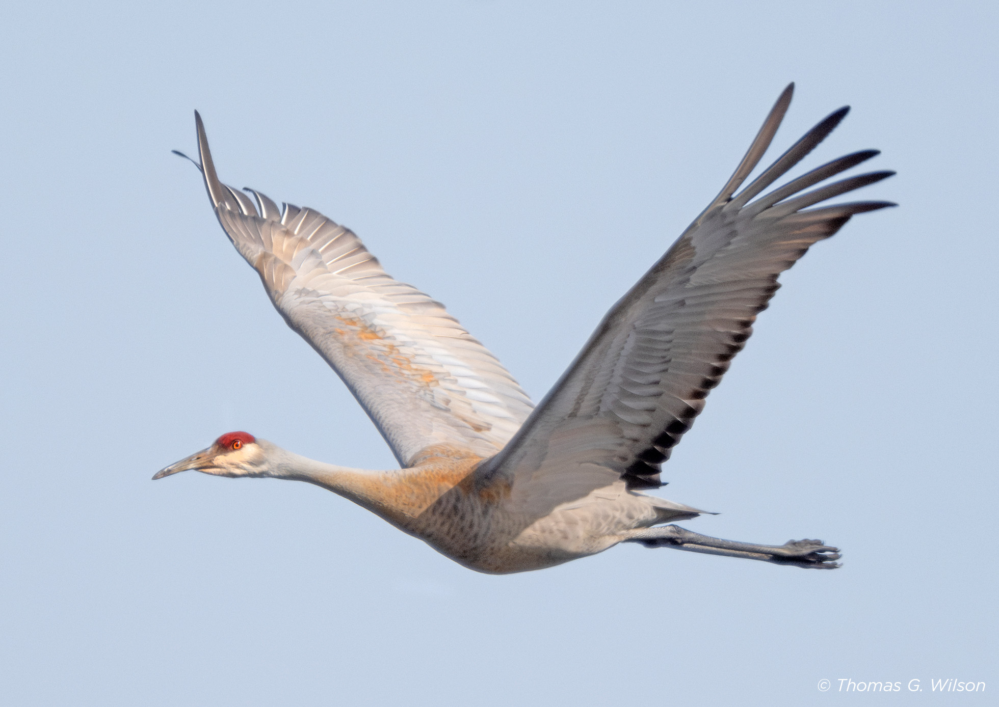 A sandhill crane in flight, gliding through a bright blue sky.