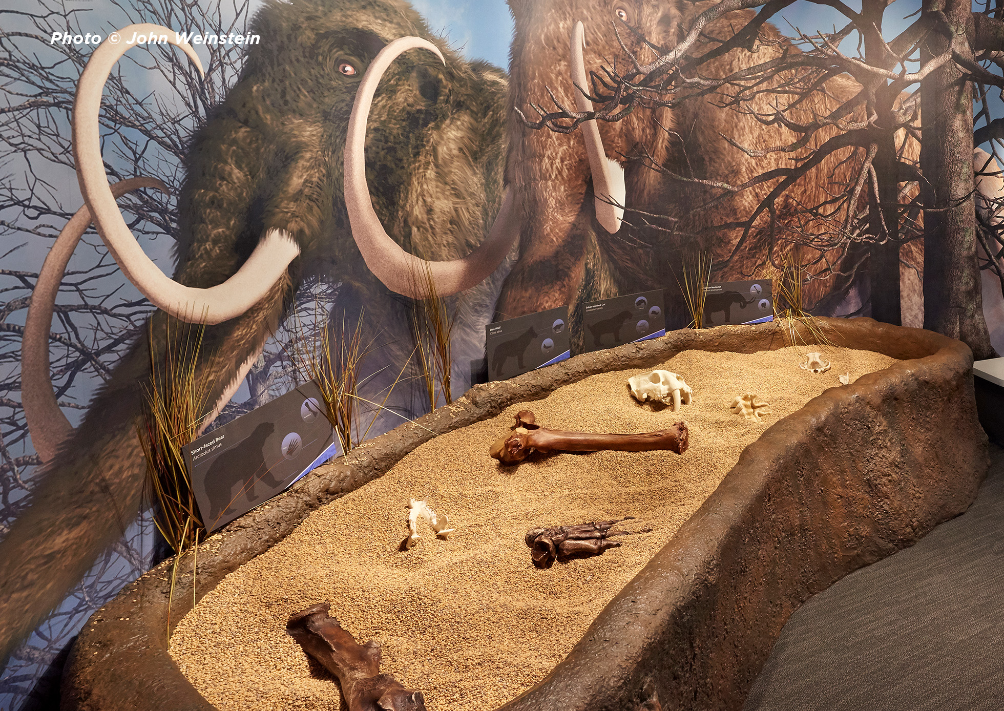 Photo of IceAge Woolly Mammoth standing in front of some animal bones.