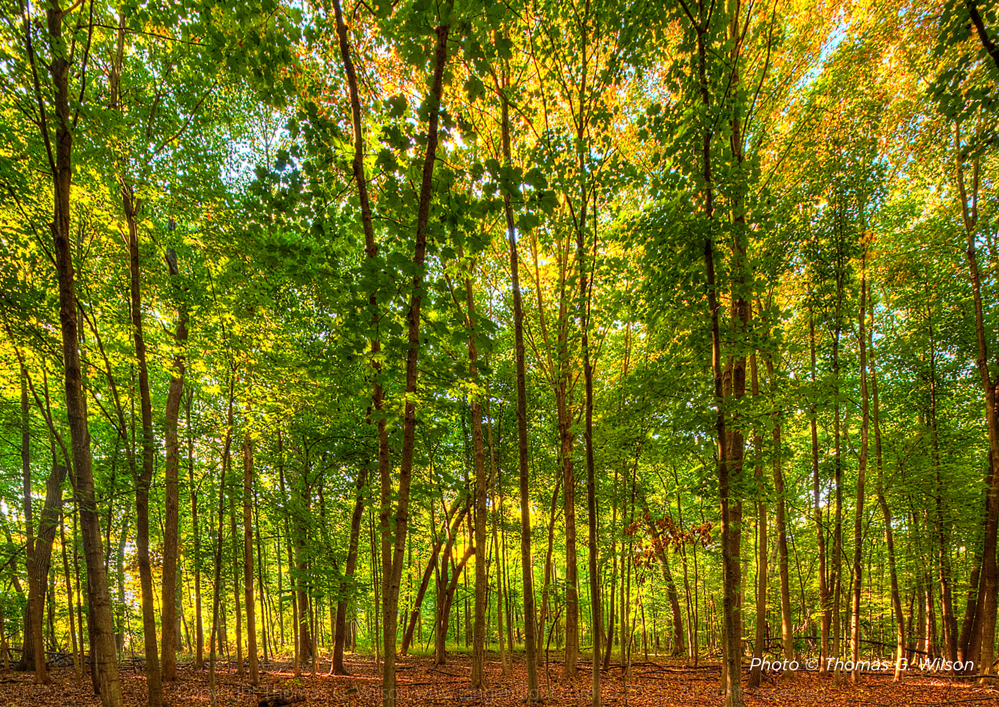 Tree line at MacArthur Woods.