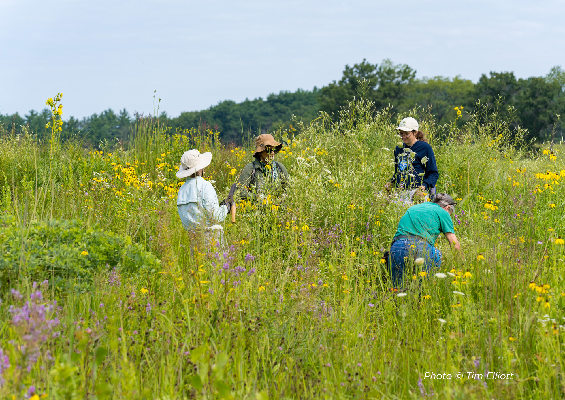 Restoration Workday volunteer clearing invasive species.
