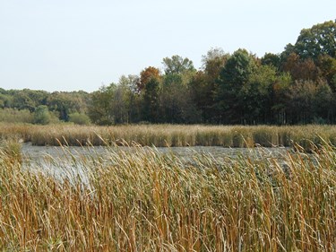 Wetlands_Project3_LCFP