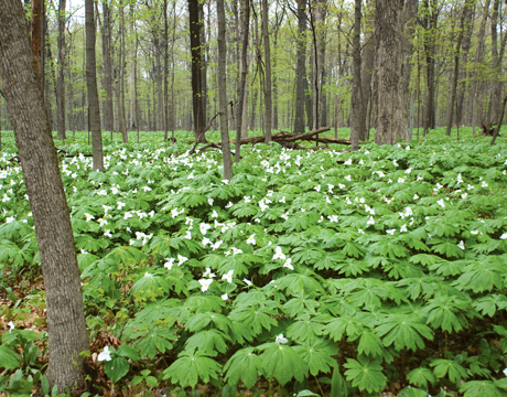 A lush forest filled with vibrant green trees and a beautiful patch of white flowers blooming in the center.