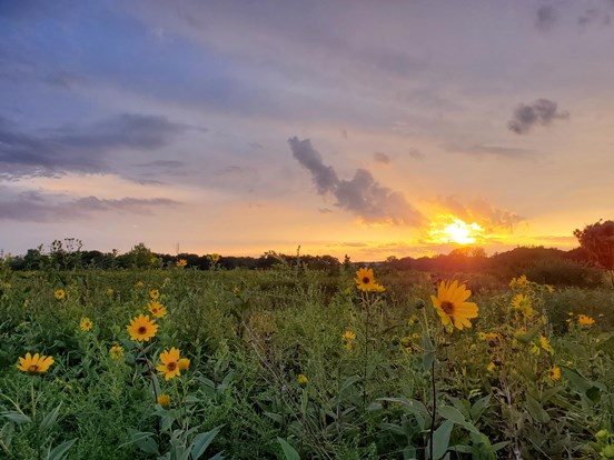 Beautiful sunset over a field of bright yellow cup flowers