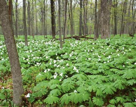 A lush forest filled with vibrant green trees and a beautiful patch of white flowers blooming in the center.