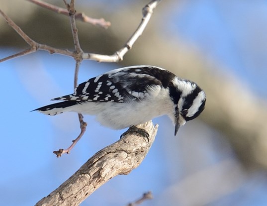 LyonsWoods-Female_Downy_Woodpecker_JanetPhil