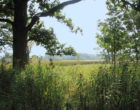 Photograph looking through a group of large oak trees into a lush green field