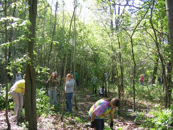 A group of volunteer workers removing invasive plants from the forest preserve