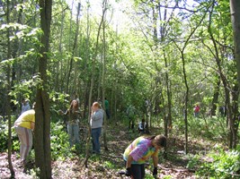 A group of volunteer workers removing invasive plants from the forest preserve