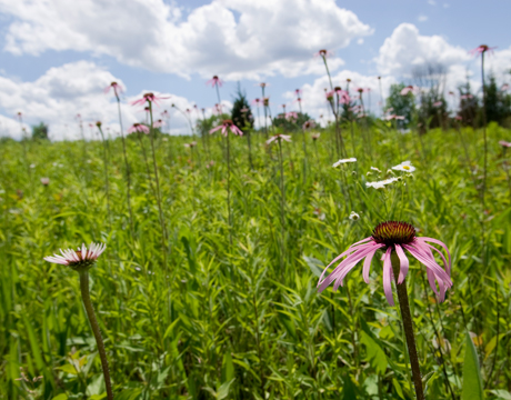 Bright green field scattered with purple cone flowers