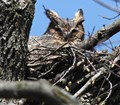 Nature Cam-Great Horned Owl Nest