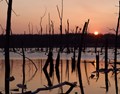 Almond Marsh