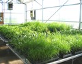 Native Seed Nursery