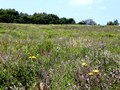 Waukegan Savanna