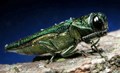 Emerald Ash Borer