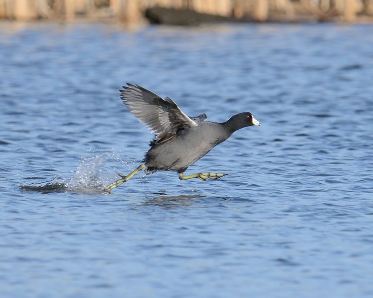 American_coot_(Credit_Janet_and_Phil_Hauck)