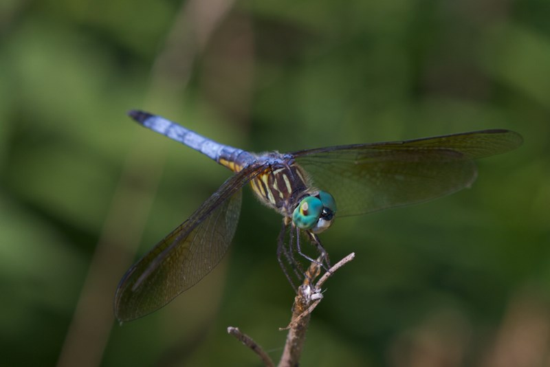 CubaMarsh-Blue_Dasher_Dragonfly-Vivienne-Flickr