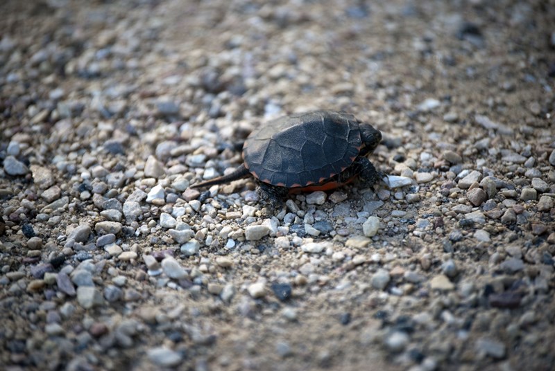 CubaMarsh-Painted_Turtle-Brittany_Feagans-Flickr