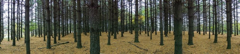 Pines_at_Cuba_Marsh_via_Flickr_(Credit_Joe_Petykowski,_Jr
