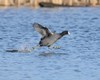 American_coot_(Credit_Janet_and_Phil_Hauck)