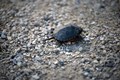 CubaMarsh-Painted_Turtle-Brittany_Feagans-Flickr