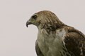 Hawk_(c)_Bill_Dawson