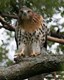 Hawk_Perched-Credit_Robert_Visconti