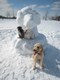 LAKE-20130308-snowdog