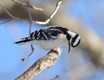 LyonsWoods-Female_Downy_Woodpecker_JanetPhil