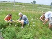 Michelle,_Sandy,_David_tying_mesh_bags_on_phlox