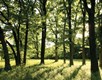 Bright sunny day casting shadows through the trees onto a grassy field of green