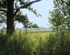 Photograph looking through a group of large oak trees into a lush green field