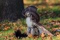 Red-tailed_Hawk_Credit_Patrick_Connolly